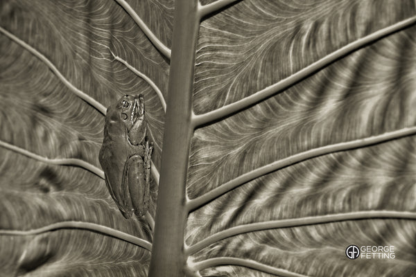 camouflaged green tree frog