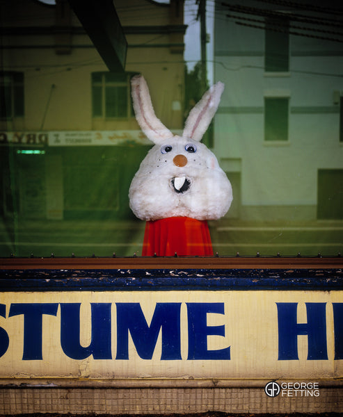 Lonely Rabbit Head Inner West Sydney