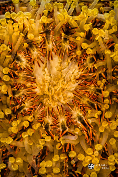crown of thorns star fish from underneath