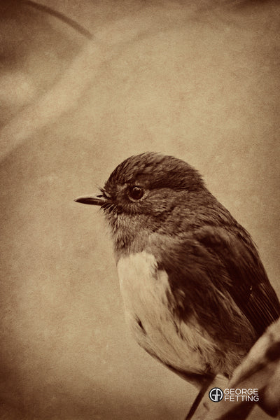 cute bird sitting tree branch