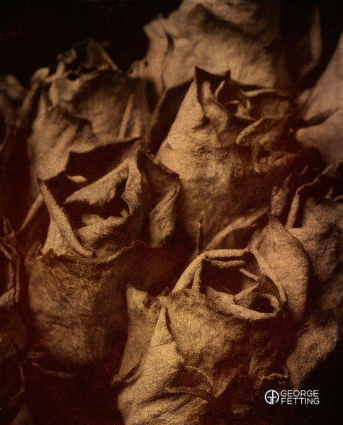 bunch of dead dried roses