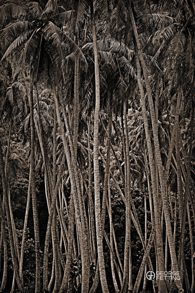 palm trees photographed on the Tahitian island of Moorea
