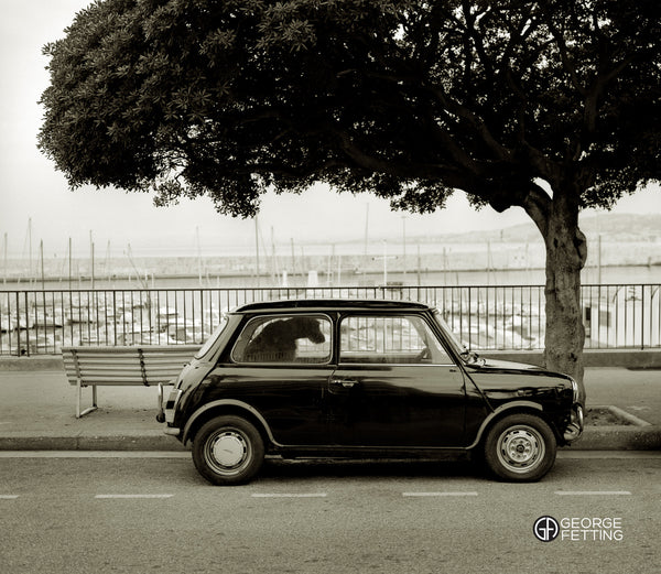 Irish Wolf Hound awaits it's driver South of France