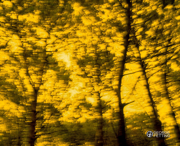 movement seen through blurred trees