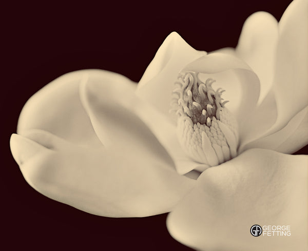 Magnolia bloom with sepia wash