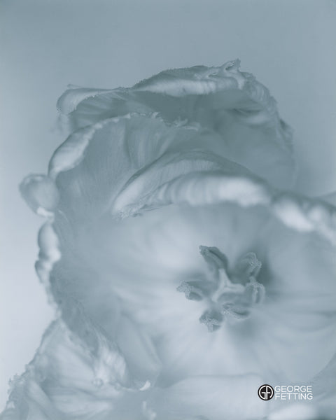 submerged poppy flower in water