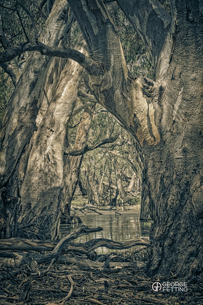 Australias great survivors the Eucalyptus River Gums