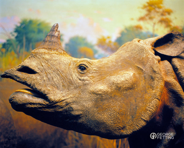 Detail of Rhino The Museum of Natural History NYC