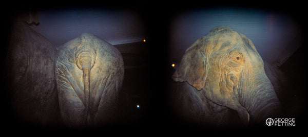 Back to front Elephant The Museum of Natural History NYC