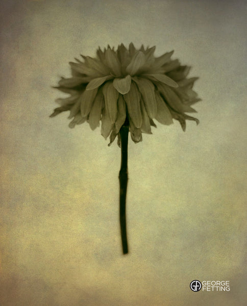 flower seemingly suspended in clouds