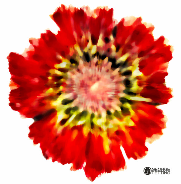 Abstract interpretation of Australian native flower