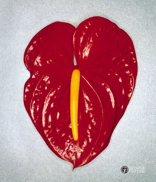 Red Anthurium in all it's glory