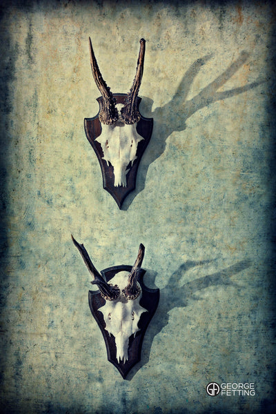 two antler horns mounted hang on a wall