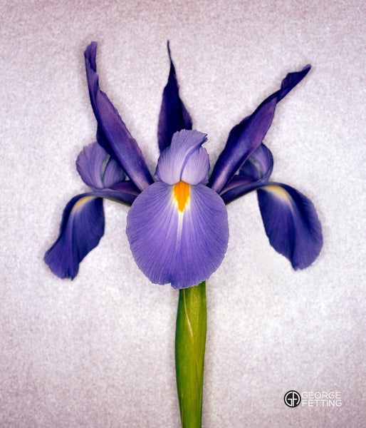 Contemporary photograph of blue iris flower