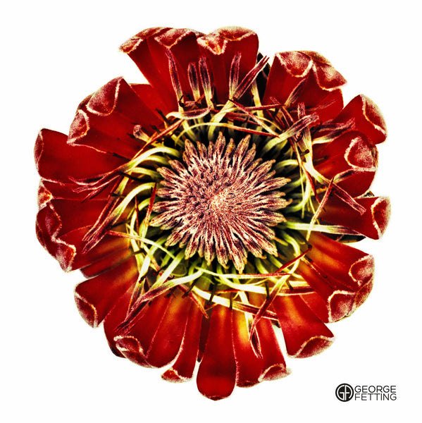 Gorgeous Australian native flower