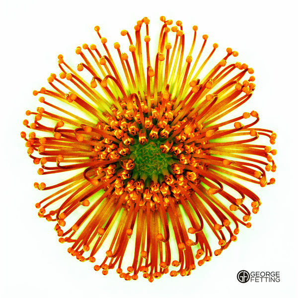 Slightly surreal look of an Australian native flower