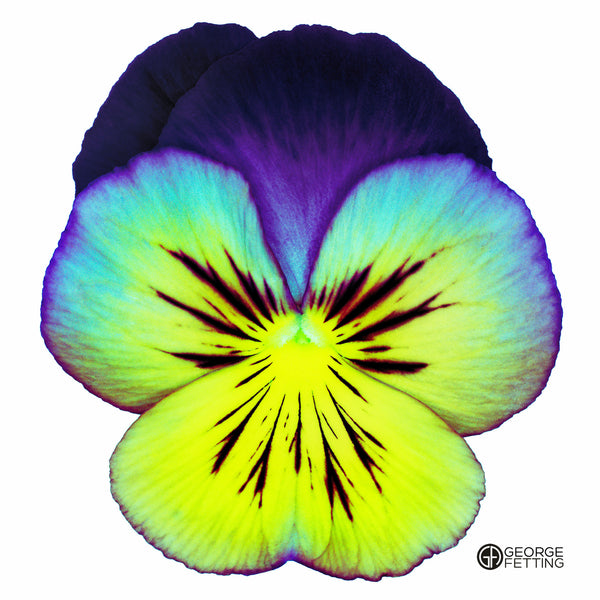 Part of the modern pansy series 