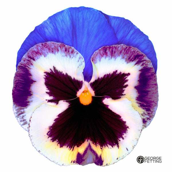 Part of the modern pansy series 