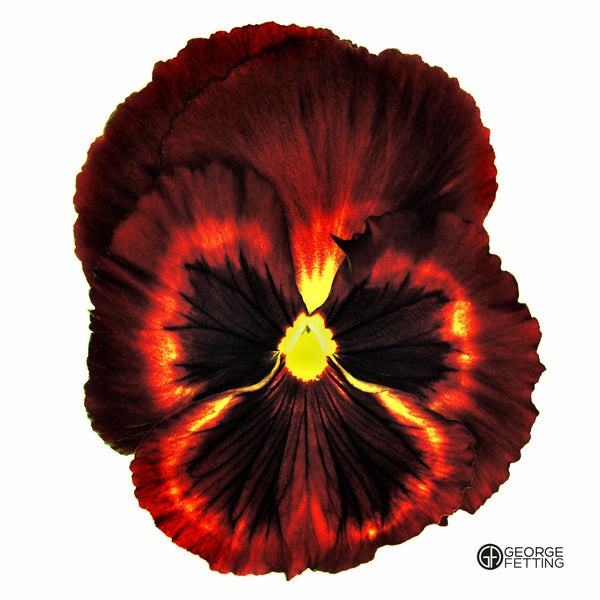 Part of the modern pansy series 