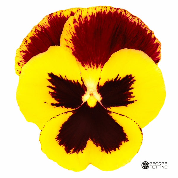 Part of the modern pansy series 