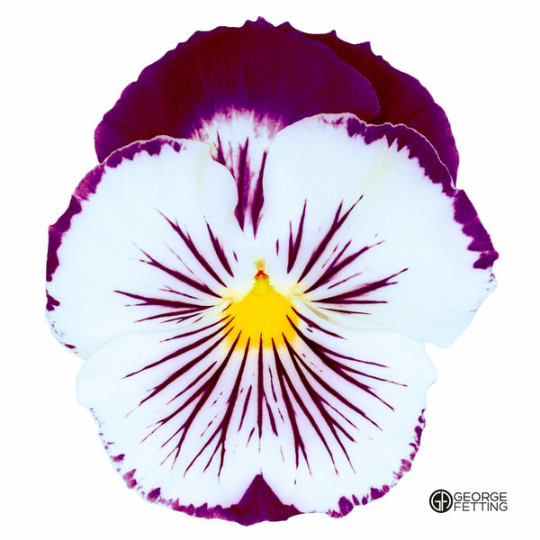 Part of the modern pansy series 