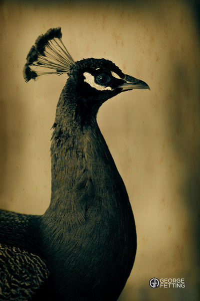Vintage peacock on plate glass negative