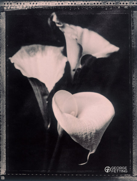 Arum Lily taken with 4x5" polaroid film